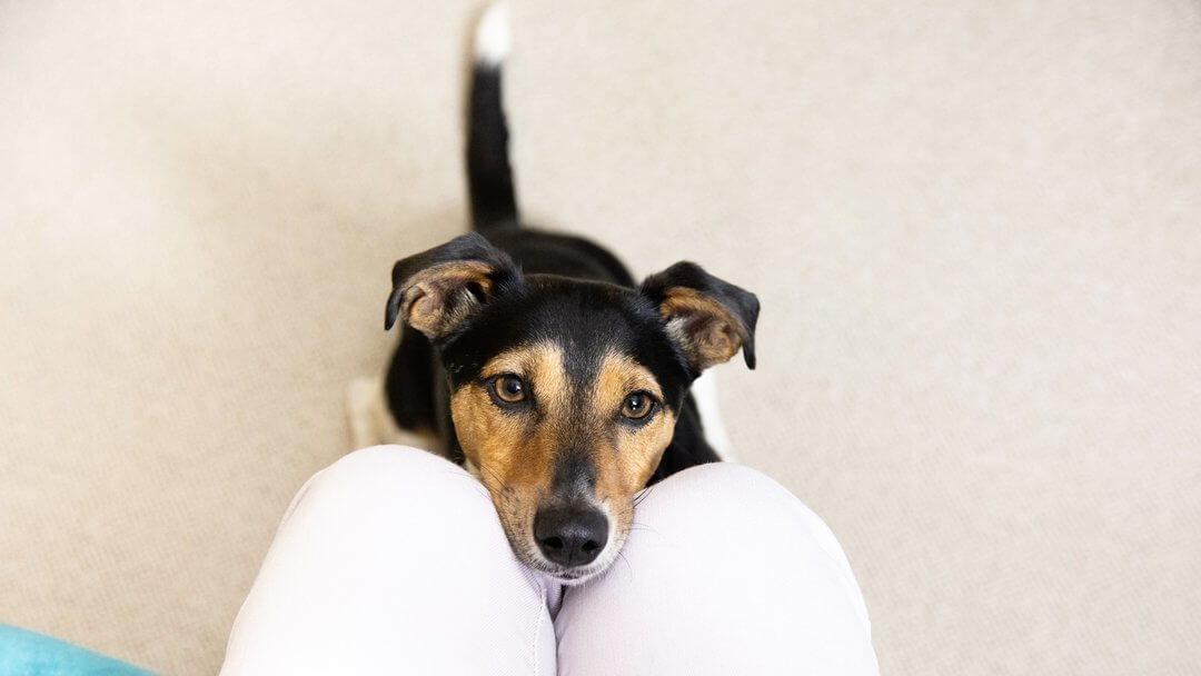 Caring for Your Deaf Dog Advice Purina